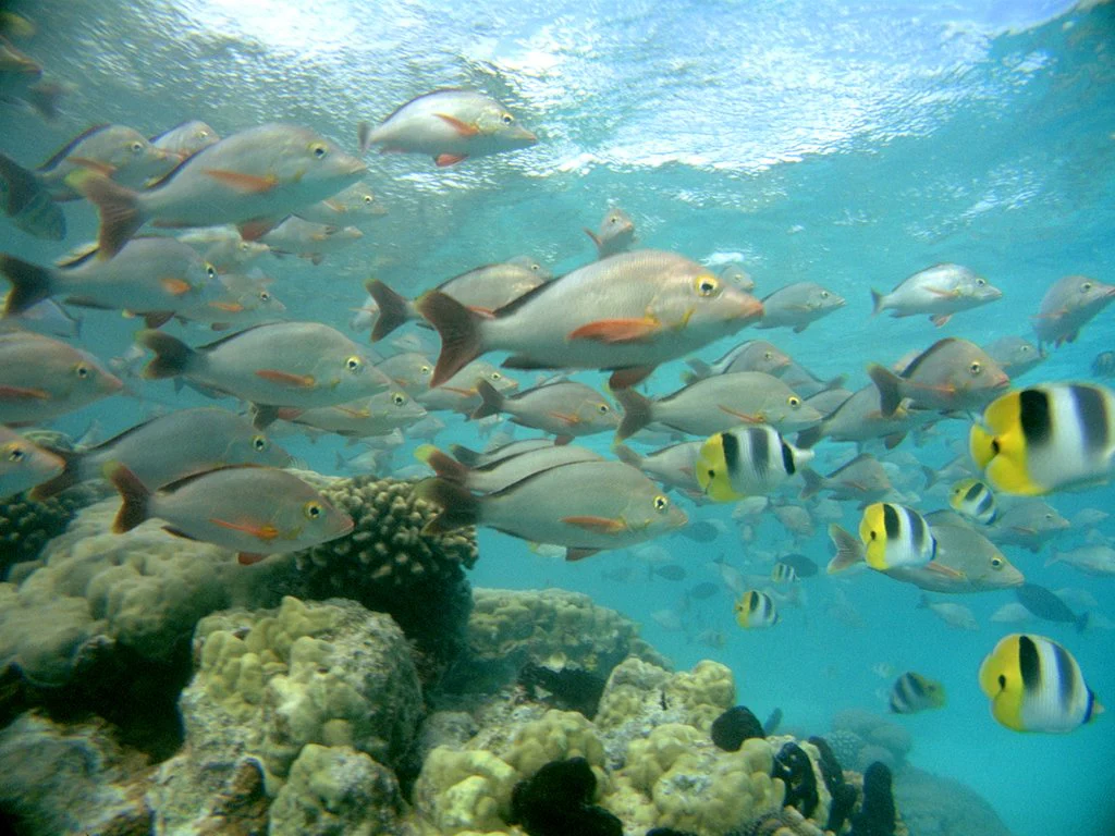 The Ultimate Wave Tahiti (IMAX) - DVD - Image 3